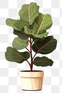 PNG Fiddle leaf fig plant tree houseplant. AI generated Image by rawpixel.