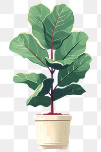 PNG Fiddle leaf fig plant tree houseplant. AI generated Image by rawpixel.