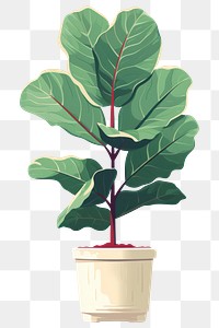 PNG Fiddle leaf fig plant tree houseplant. 