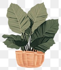 PNG Ruffled leaf palm plant accessories houseplant. 