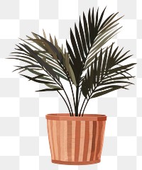 PNG Palm plant leaf houseplant. 