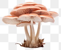 PNG Coral milky cap mushroom fungus agaric plant