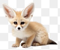 PNG Fennec fox wildlife animal mammal. 