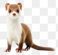 PNG Wild stoat wildlife mammal animal. AI generated Image by rawpixel.