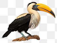 PNG Great hornbill animal toucan beak. AI generated Image by rawpixel.