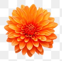 PNG Orange flower dahlia petal plant. 