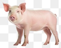 PNG  Pig animal mammal white background. AI generated Image by rawpixel.