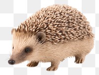 PNG Animal porcupine hedgehog mammal. 