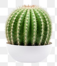 PNG Cactus plant white background houseplant. 