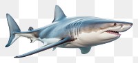 PNG Shark animal fish  