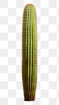 PNG Cactus plant white background panoramic. AI generated Image by rawpixel.