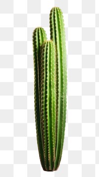 PNG Cactus plant freshness vegetable. 