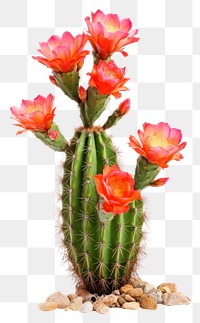 PNG Cactus flower plant rose. 