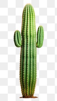 PNG Cactus plant freshness vegetable. AI generated Image by rawpixel.