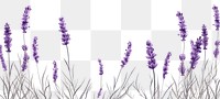 PNG Lavender backgrounds flower plant. 