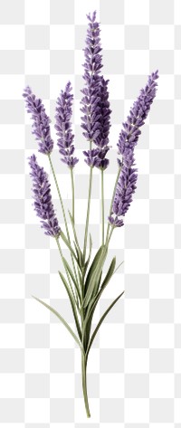 PNG Lavender flower plant 