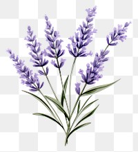 PNG Lavender flower plant  