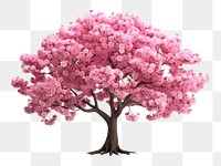 PNG Cherry blosom tree outdoors blossom flower