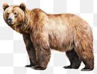 PNG California bear wildlife mammal animal. 