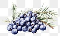 PNG Watercolor juniper berries blueberry fruit plant. 