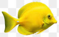 PNG Yellow tang fish swimming animal pomacanthidae. 