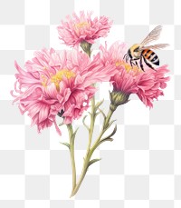 PNG  Carnation flower bee blossom dahlia