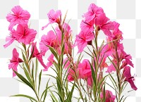 PNG Fireweed flower gladiolus blossom. 