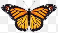 PNG A monarch butterfly animal insect invertebrate. 