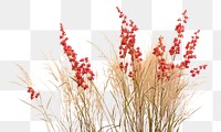 PNG Wildflower plant grass white background. AI generated Image by rawpixel.