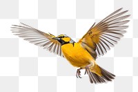 PNG Meadowlark flying animal canary