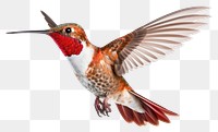 PNG Humming bird hummingbird animal flying. AI generated Image by rawpixel.