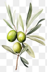 PNG Olive fruit plant food. 