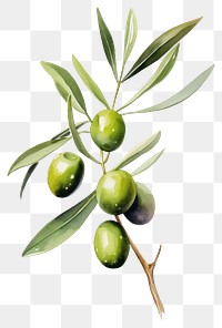 PNG Olive fruit plant food. 