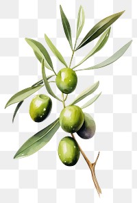 PNG Olive fruit plant food. AI generated Image by rawpixel.