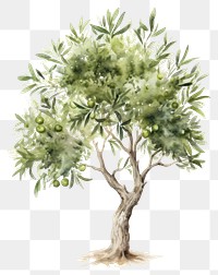 PNG Tree sketch plant illustrated