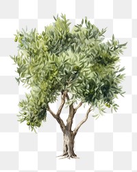 PNG Olive tree drawing sketch plant