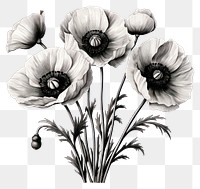 PNG Poppy drawing flower sketch. AI generated Image by rawpixel.