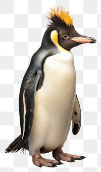 PNG Erect-crested Penguin penguin animal bird. AI generated Image by rawpixel.