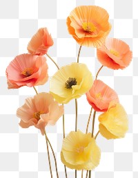 PNG Poppy yellow flower petal. 