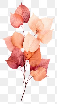 PNG Fall leaves flower plant petal