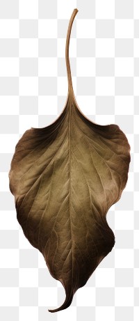 PNG Fall leave plant green leaf. 