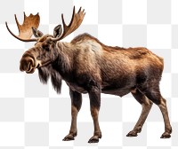 PNG Moose wildlife mammal animal. AI generated Image by rawpixel.