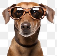 PNG Dog wearing glasses sunglasses mammal animal. 