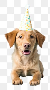 PNG Dog wearing party hat mammal animal puppy. AI generated Image by rawpixel.
