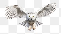 PNG Snowy owl animal flying white. AI generated Image by rawpixel.