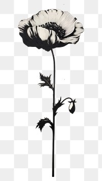 PNG Poppy drawing flower sketch. 