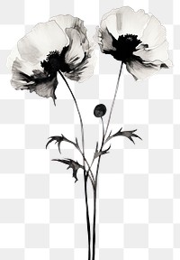 PNG Poppy drawing flower sketch. 