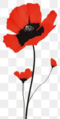 PNG Poppy flower plant art. 