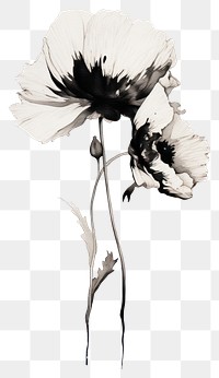 PNG Poppy drawing flower sketch. 