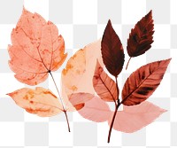 PNG Fall leaves plant leaf tree. AI generated Image by rawpixel.